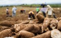 Cotação da mandioca recua quase 60%