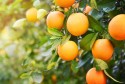 Laranja fica mais cara