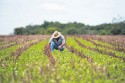 Projeto de Lei dispensa agricultor não inscrito no CNPJ de emitir nota fiscal eletrônica