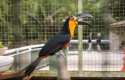 Ação resgata mais de 40 animais silvestres mantidos em cativeiro no RJ