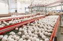 Produção brasileira de ovos atingiu marca de 3,4 bilhões de dúzias no ano passado