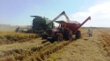 Colheita do arroz atinge 10% da área semeada no RS