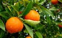 Preço da laranja sobe e tendência é ir além com redução da nova safra