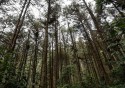 CNA destaca importância do desenvolvimento florestal para as cadeias produtivas