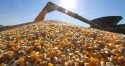 De olho nas safras de Argentina e EUA , vendedores seguram estoques e preço do milho recua