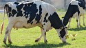 Calor e umidade impactaram produção leiteira no RS