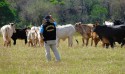 Auditores agropecuários estão deixando cargos no Ministério da Agricultura e Pecuária