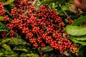 Café têm preços mínimos confirmados para a safra 2024/25