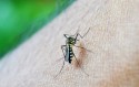 Brasil já tem mais de 3 milhões de casos de dengue em 2024