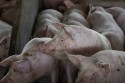Abatedouro clandestino de porcos é interditado no Rio