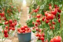 Tomate abre safra de inverno com aumento na oferta