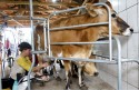 Paraná debate medidas de apoio aos produtores de leite