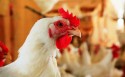 Exportações de frango voltam a crescer