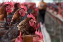 Custo de produção de suíno  de frangos cai no primeiro trimestre
