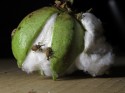 Clima adverso pode favorecer a incidência do bicudo do algodoeiro em MT e Bahia