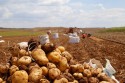 Com mais uma semana de chuvas no Sul, preço da batata sobe no atacado