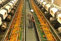 Brasil é o maior exportador de suco de laranja do mundo (assista)