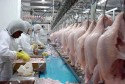 Malásia autoriza mais 4 plantas brasileiras a exportarem carne de frango