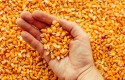 Preços do milho voltam ao patamar de outubro passado