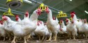 RS: Granjas tem dificuldade para receber insumos e indústria do frango limita atividades