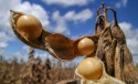 Zoneamento Agrícola de Risco Climático da Soja é publicado