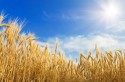 Produtores de trigo enfrentam incertezas sobre produtividade na Europa