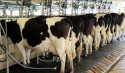 Com queda de exportações, preço do leite ao produtor avança pelo sexto mês seguido
