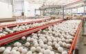 Produção de ovos atinge volume recorde