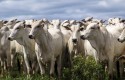 Disponibilidade interna de carne bovina é a maior desde 2018