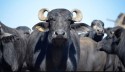 Carne de búfalo faz sucesso em festival gastronômico