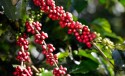 Estímulo para o desenvolvimento da cafeicultura brasileira será de R$ 6,8 bilhões