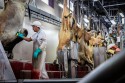 Abates bovinos devem cair em 2025 com início da reversão do ciclo pecuário