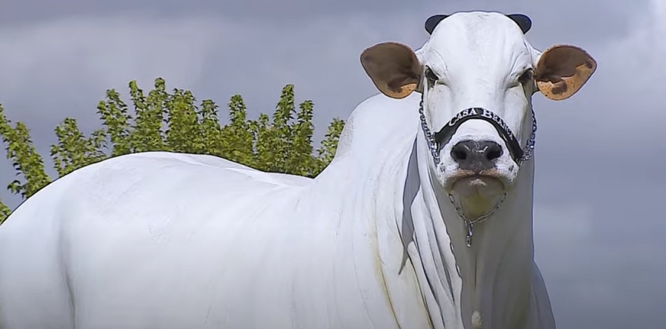 Vaca Nelore do Brasil bate recorde e se torna a mais valiosa do mundo