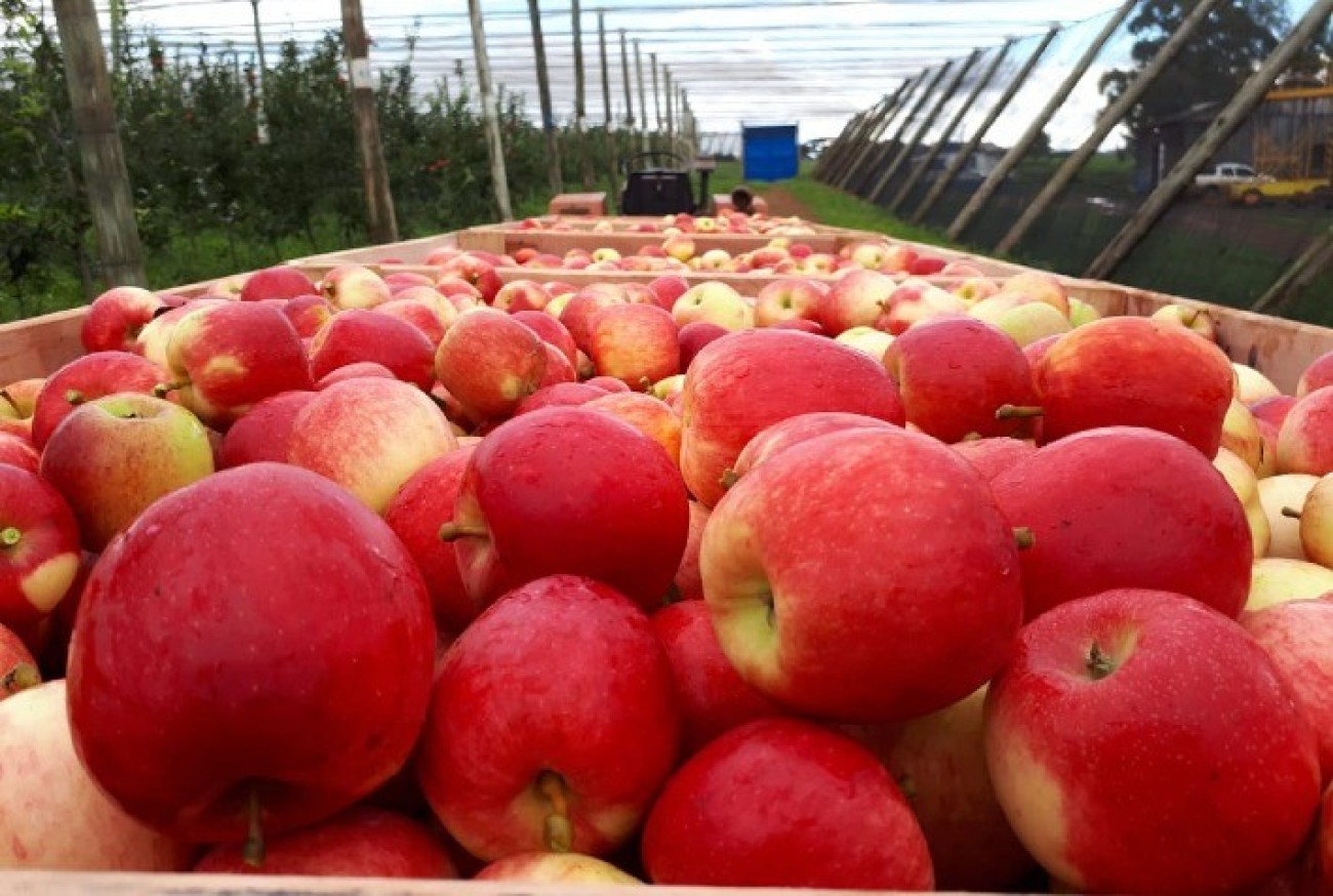 Colheita De Ma a Fuji Ganha Ritmo E Fruta J Comercializada colheita-de-ma-a-fuji-ganha-ritmo-e-fruta-j-comercializada