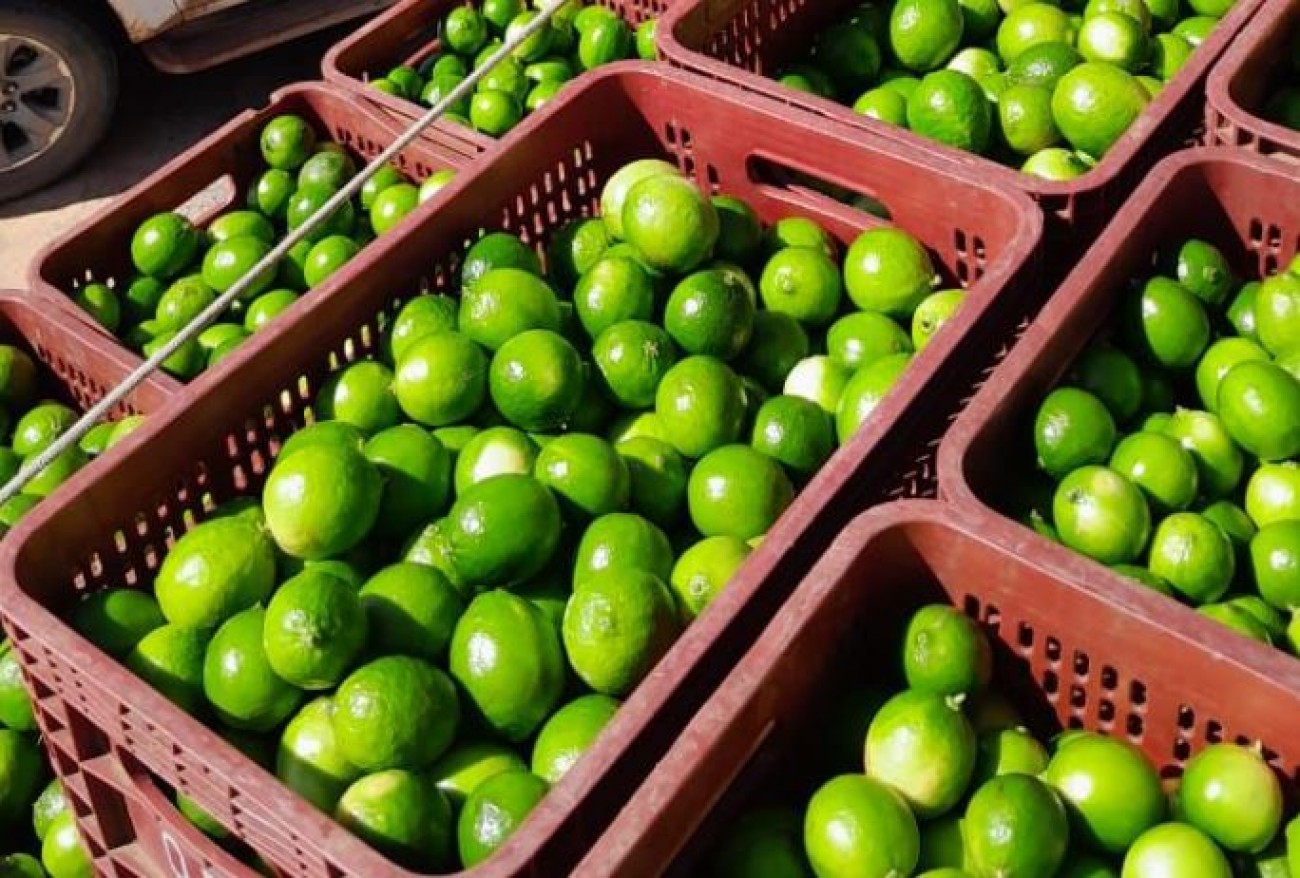 Seis toneladas de frutas sem documentação são apreendidas no Porto de Parintins