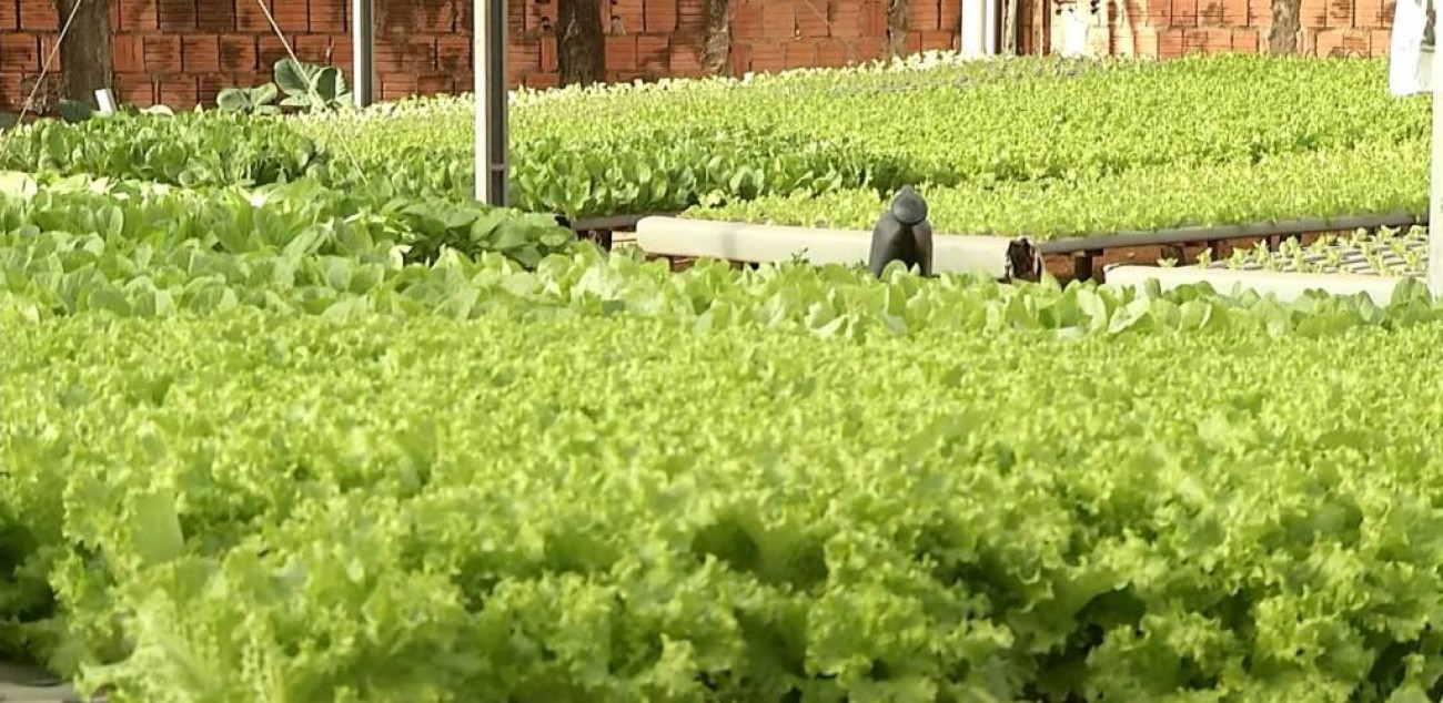 Produção de alface é favorecida pelo clima ameno