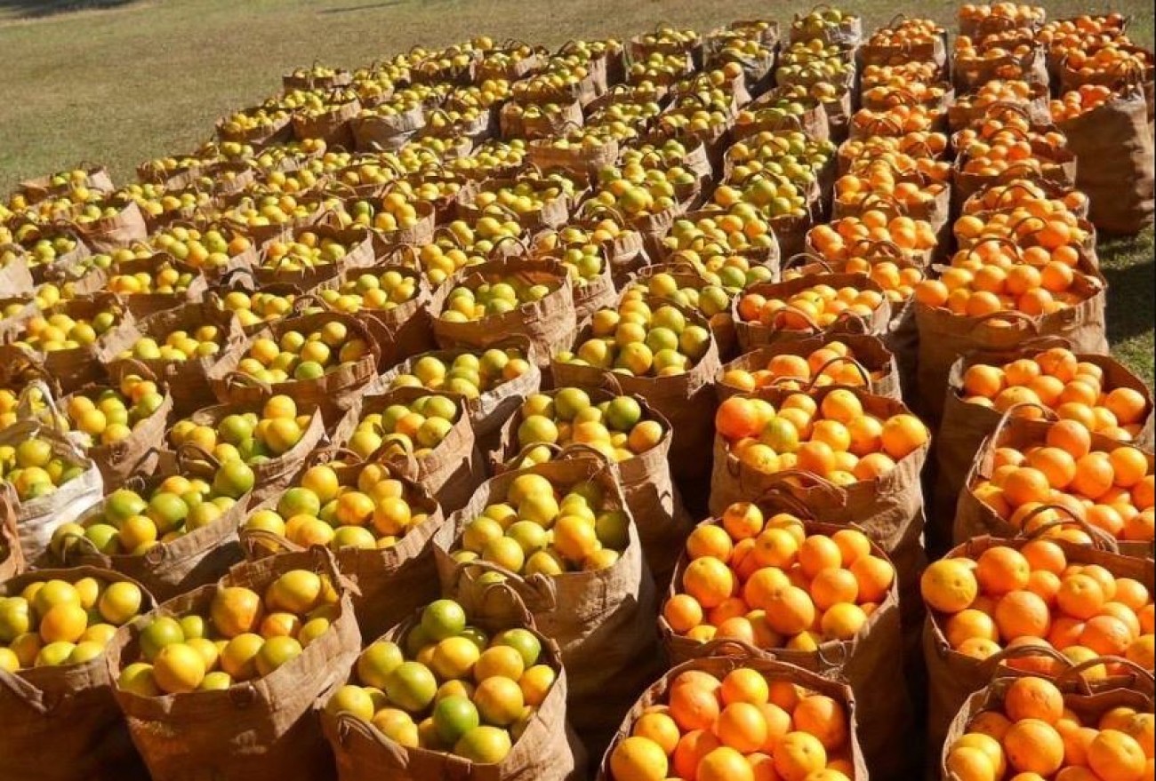 Preço da laranja para a indústria vai a R$ 85,00 a caixa