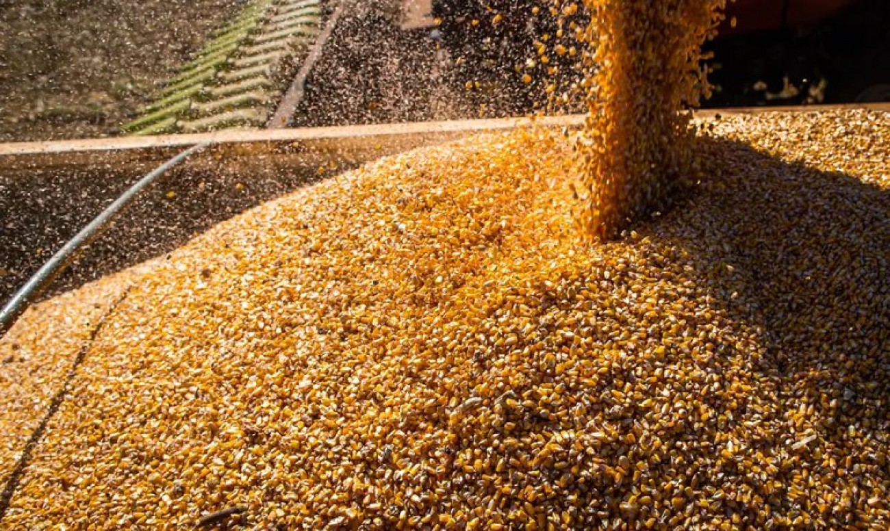 Expectativa da safra de grãos 2023/24 é atualizada para 297,54 milhões de toneladas