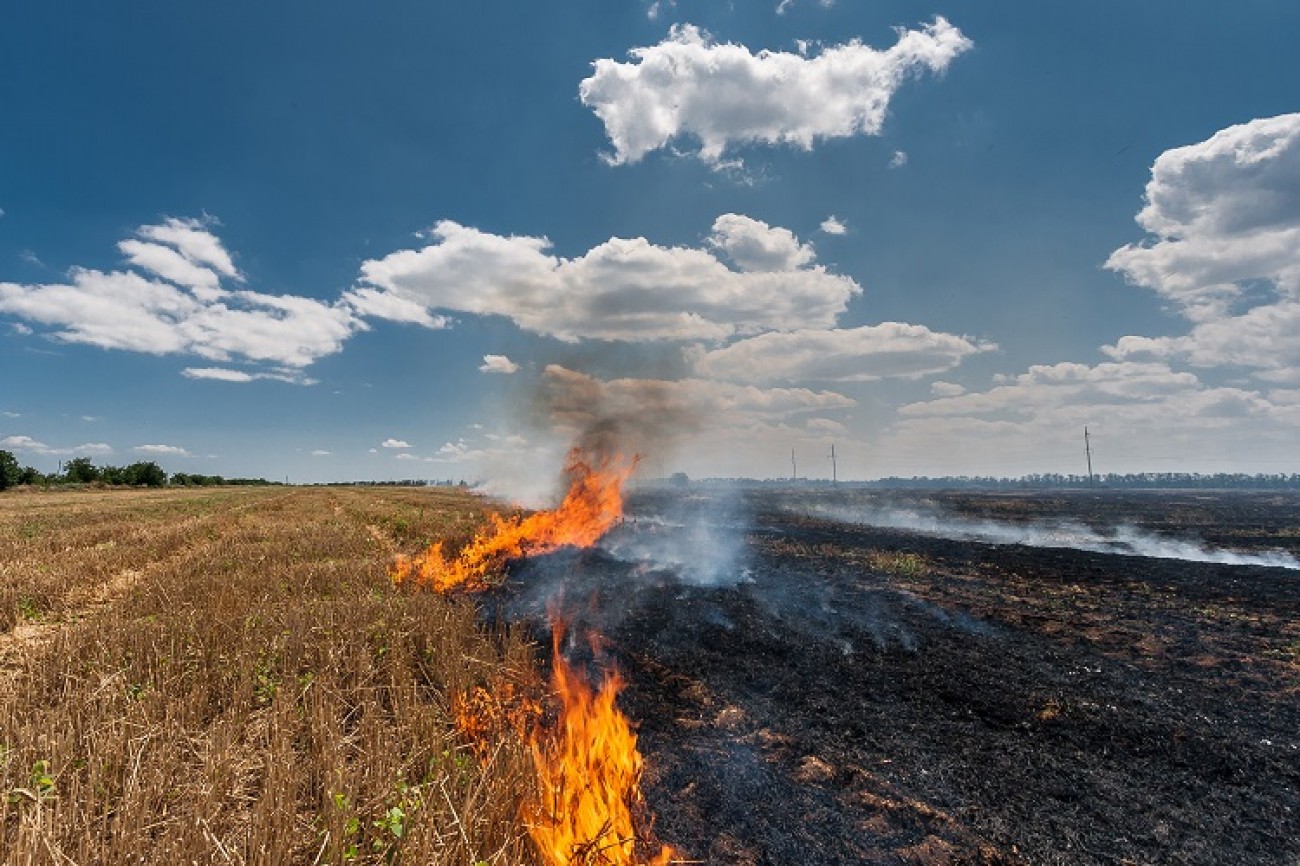 Queimadas no Cerrado crescem mais de 150% em apenas seis meses