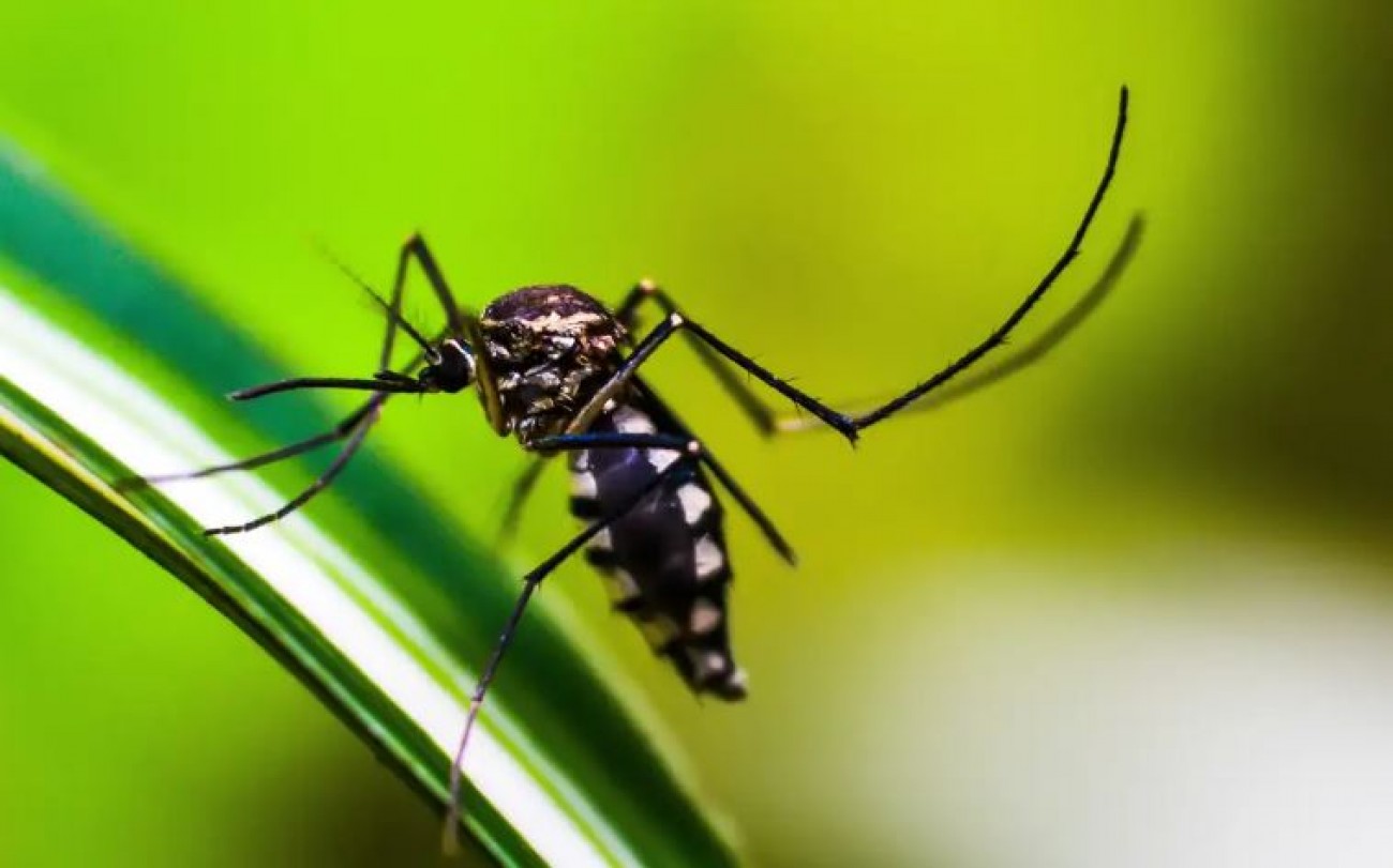 Brasil caminha para 6 milhões de casos e 4 mil mortes por dengue