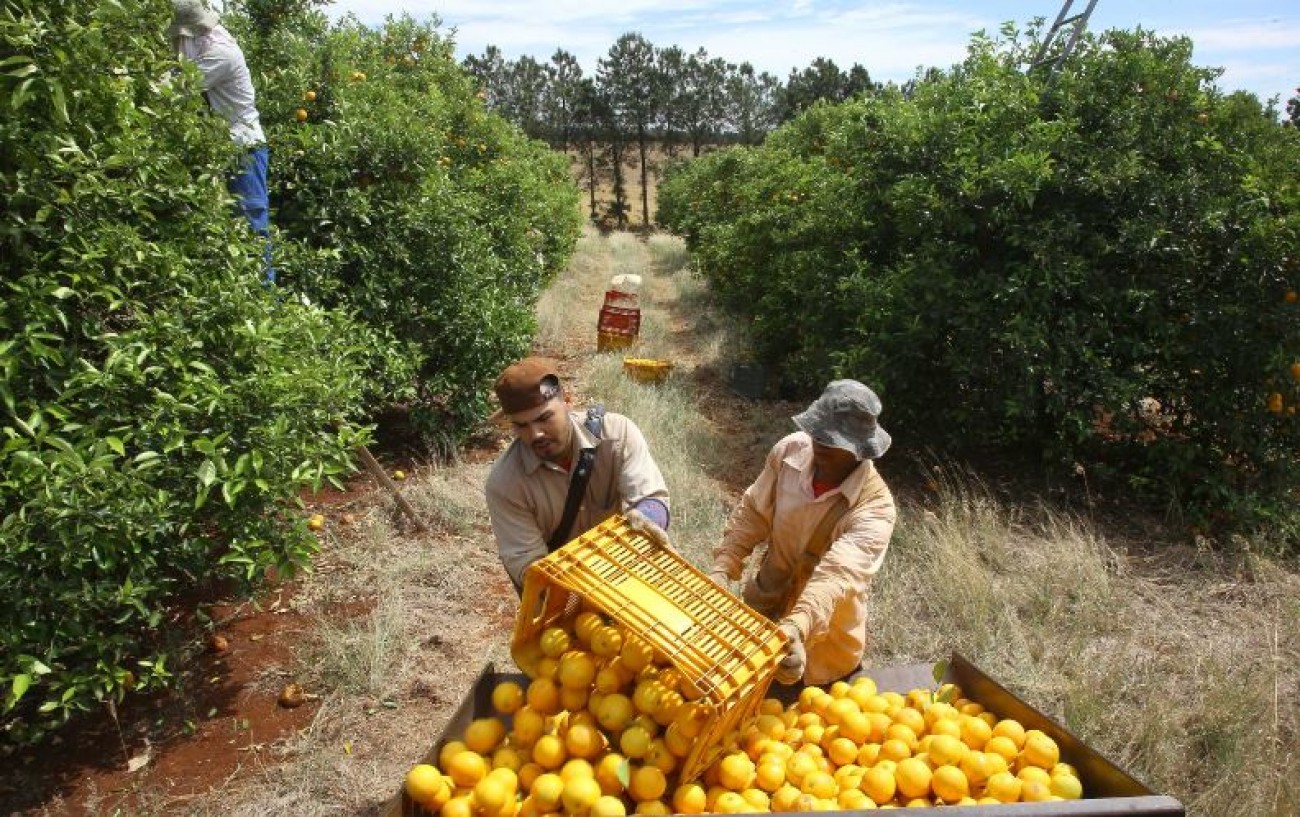 Paraná prorroga emergência fitossanitária de combate à doença que ataca citricultura