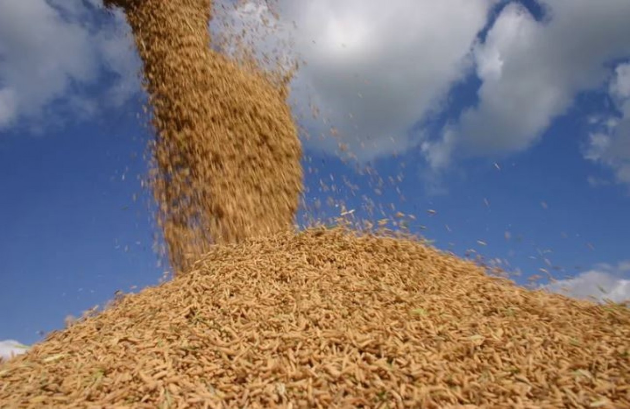 Brasil exporta 500 mil toneladas de arroz no 1º semestre