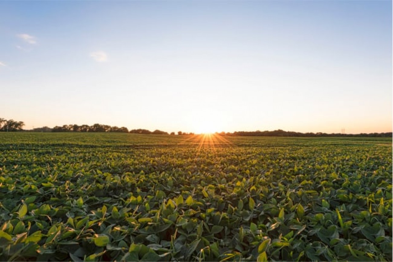 Processamento de soja tem maio histórico e setor projeta novo recorde em 2025