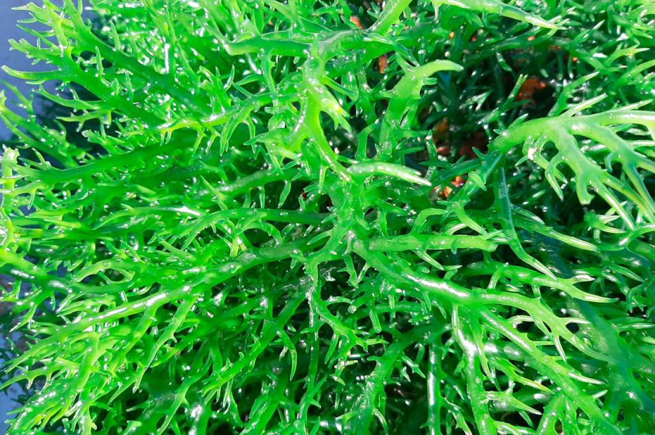 Biofertilizantes de algas: a inovação verde que transforma o agronegócio