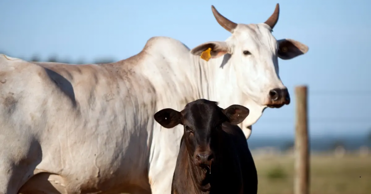 Inseminação artificial em bovinos bate recorde no Brasil em 2025