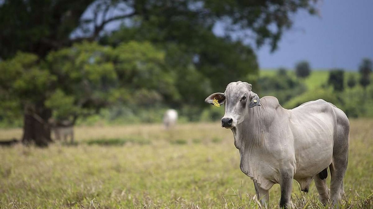 Touros mais férteis têm um diferencial no sêmen, aponta estudo ligado à Esalq/USP