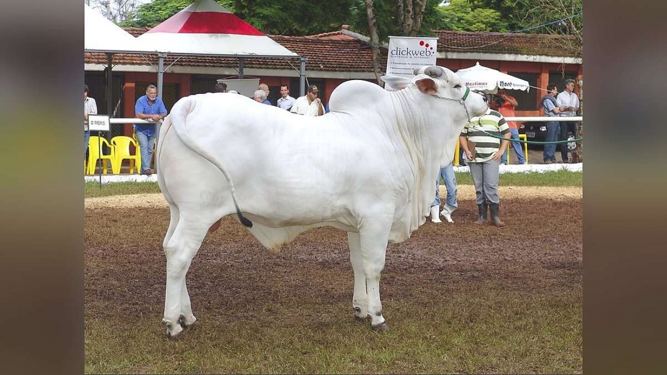 Família que ajudou a formar o Tabapuã vende 150 touros por ano; veja como seleciona