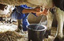 Produtores de leite pedem subsídio ao governo