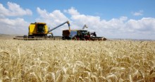 Preço do trigo mantém ritmo de queda