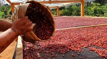 Chuvas podem atrapalhar final da colheita do café